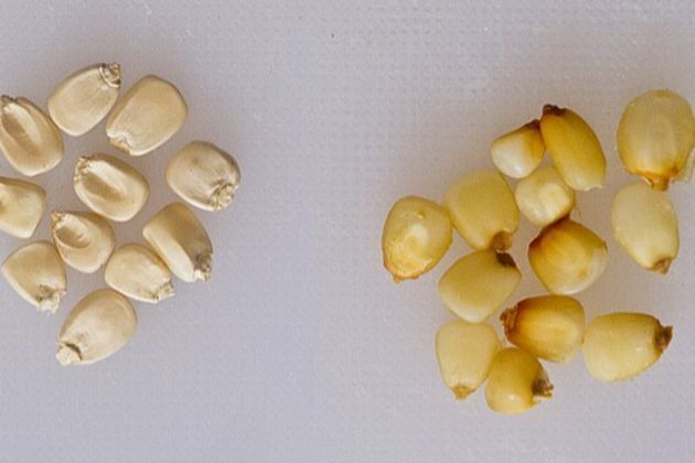 California tells food makers to add folic acid to corn masa flour