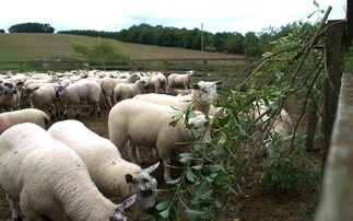 How feeding sheep willow impacts health and performance