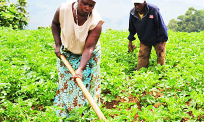 From an acre of land,Tumwebaze raises sh12m for school fees From an acre of land,Tumwebaze raises sh12m for school fees