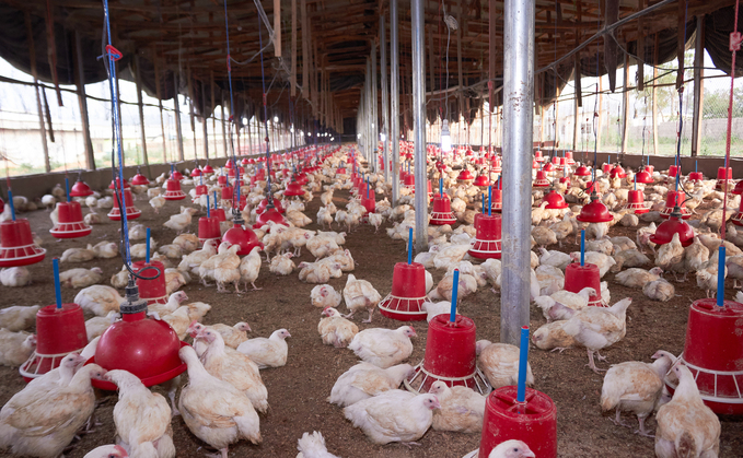 Nigerian poultry industry facing collapse