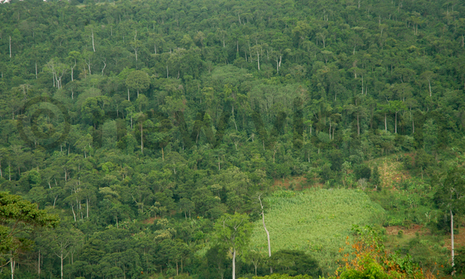 Kangombe forest reserve to be gazetted into National Park Kangombe forest reserve to be gazetted into National Park