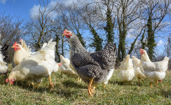 Pig and poultry special: New trial looks at feasibility of dual-purpose poultry systems  