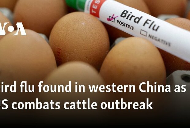 Bird flu found in western China as US combats cattle outbreak