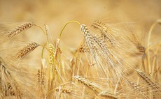 GB cereal and grass seed exports banned from the EU and NI