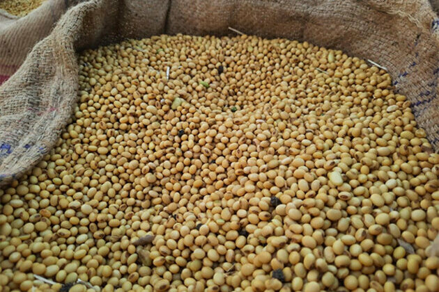 India's Non-GMO Soy Sector Prepares for EUDR Compliance with Support from SOPA and TRST01