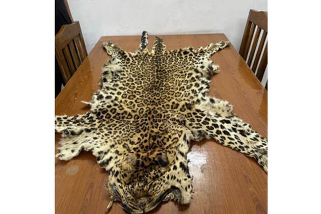 DRI seizes two leopard pelts; 180 live Indian star tortoises; 12 live tokay geckos; around 24 kg pangolin scales; 500 grams' tiger bones