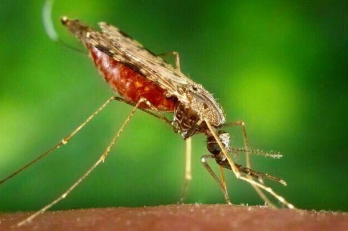 Malaria scorecard: battles have been won and advances made, but the war isn't over