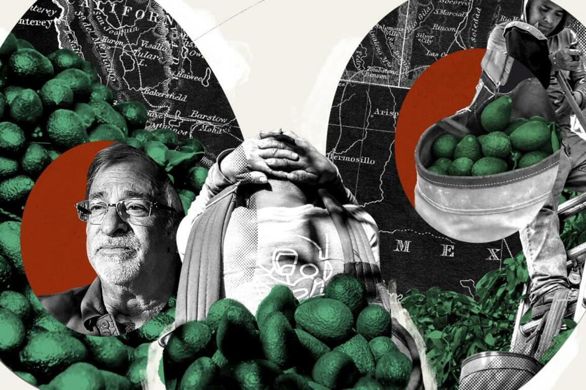 The iconic California avocado is in trouble, and this farmer is fighting to save it