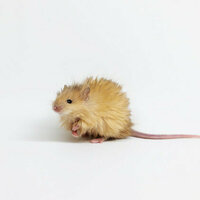 Woolly mice are a first step to resurrecting mammoths, but there's a very long way to go