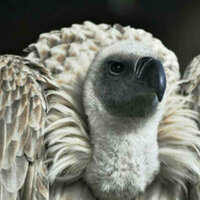 South African breeding program welcomes new baby vultures (PHOTOS, VIDEO)
