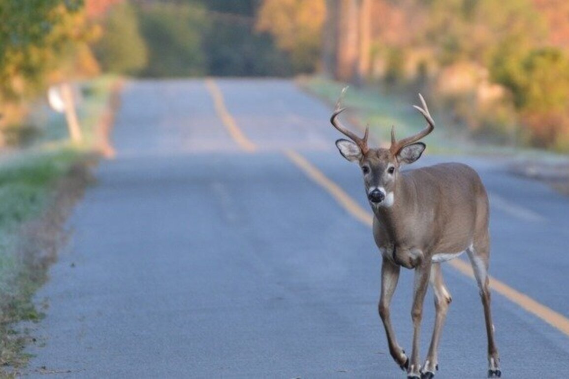 Virginia creates fund for wildlife crossings at collision hot spots