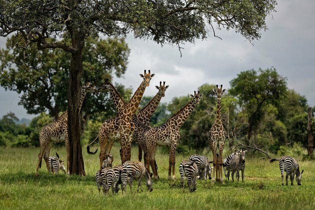 Giraffes Move Closer to Endangered Species Protection