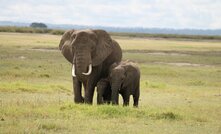 Adavale is looking for nickel sulphide elephants in Tanzania