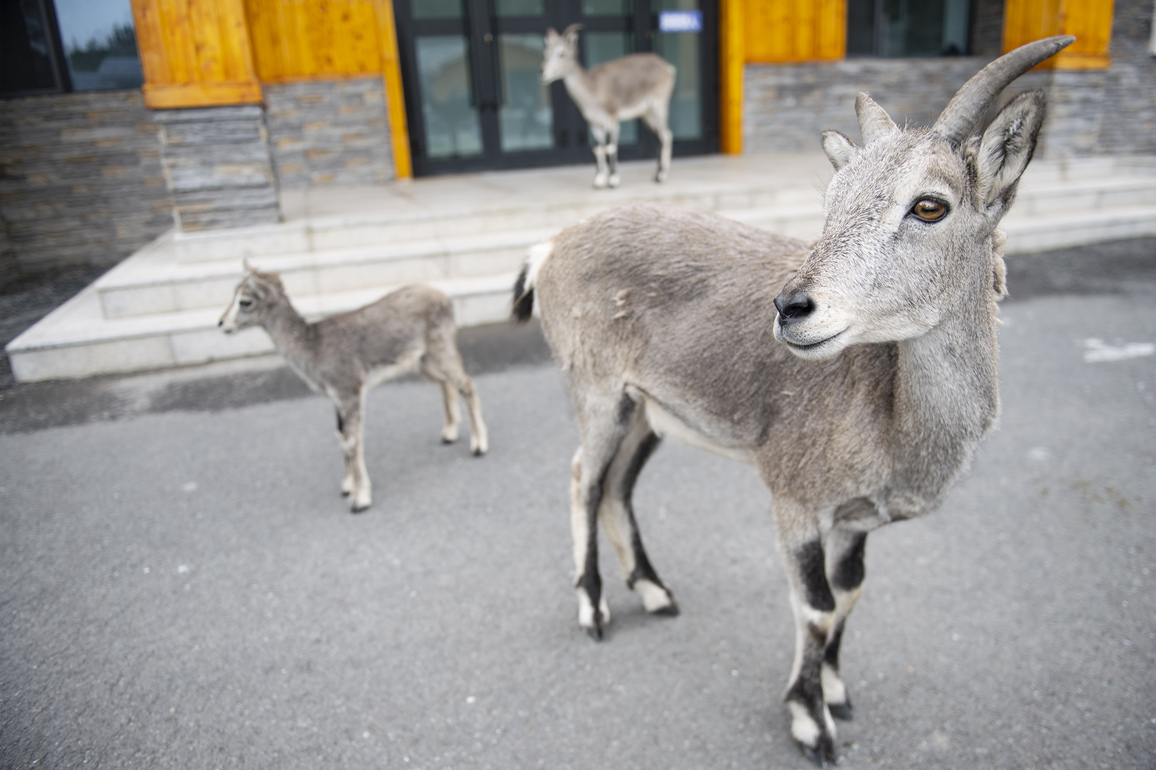 CHINA-QINGHAI-QILIAN-WILDLIFE REHABILITATION AND BREEDING STATION (CN)