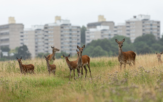 'Our trees and native wildlife are under huge strain': Defra unveils deer culling plan in bid to save woodland