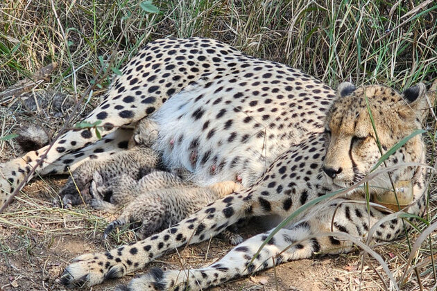 Kuno welcomes three new cubs as Indian Cheetah population rises to 38