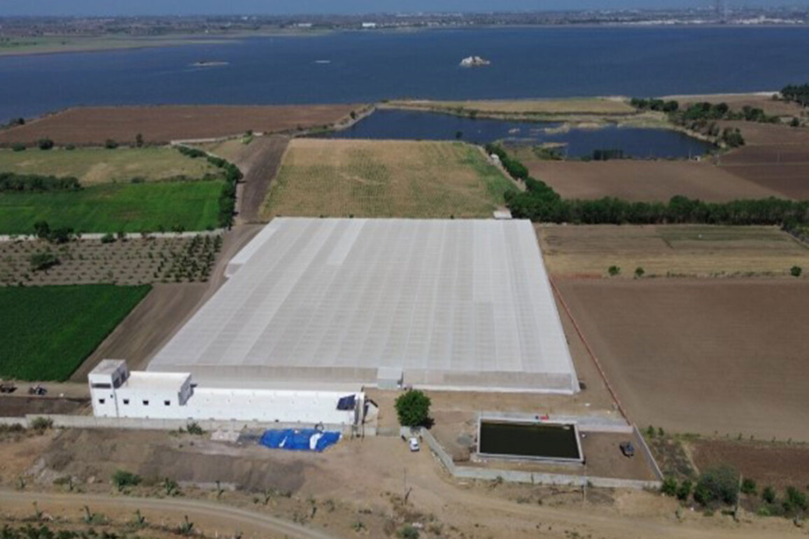 Million trees transform Gujarat's ceramic town Morbi into green oasis