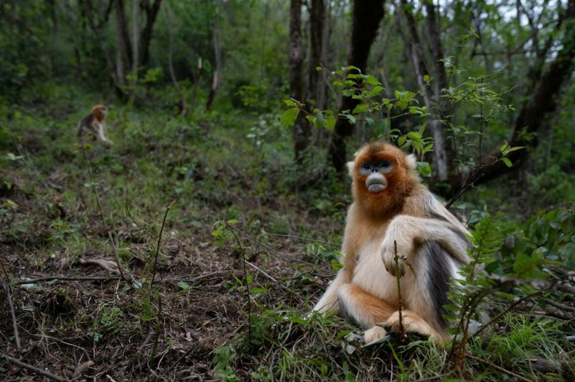 Wildlife photographer captures spirit of China's rare species, inspires protection
