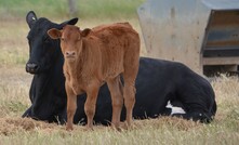 Aussie beef producers are well placed to supply growing south-east Asian demand.