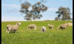  New research on sheep production in legume pasture systems.