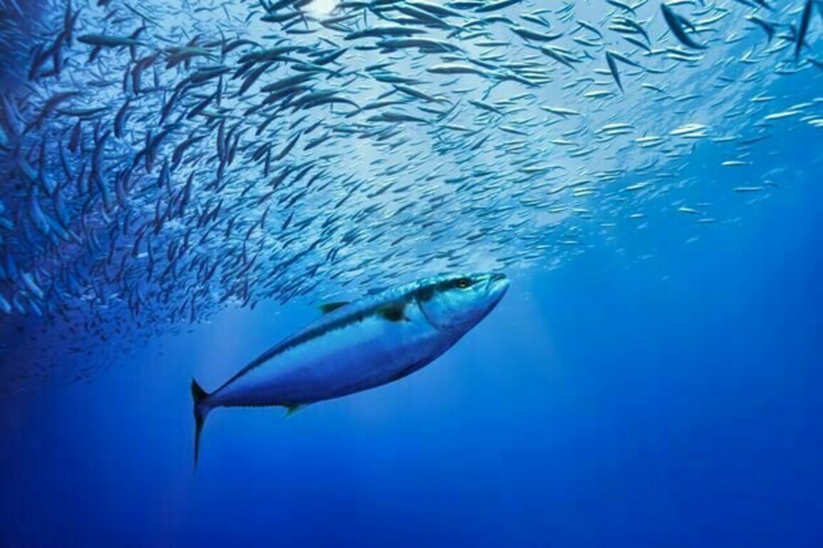 The historic High Seas Treaty is almost reality. Here's what it would mean for ocean conservation