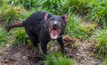  The Tasmanian devil is endangered. Image: iStock/Sandergroffen