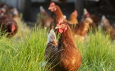 Avian Influenza Prevention Zone lifts as risk reduces  