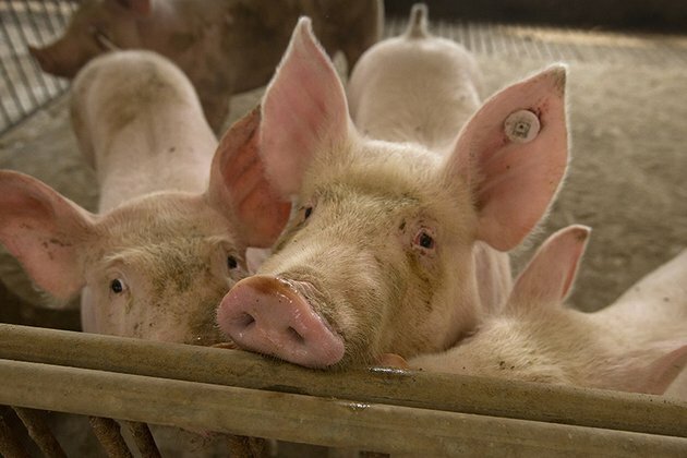 North Korea Bans Chinese Pork on Fears of African Swine Fever