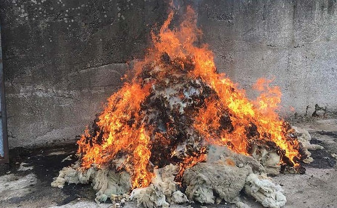Farmers opt to discard and burn fleeces in response to wool price collapse