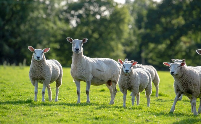 Sheep special: The importance of trace elements for healthy lambs