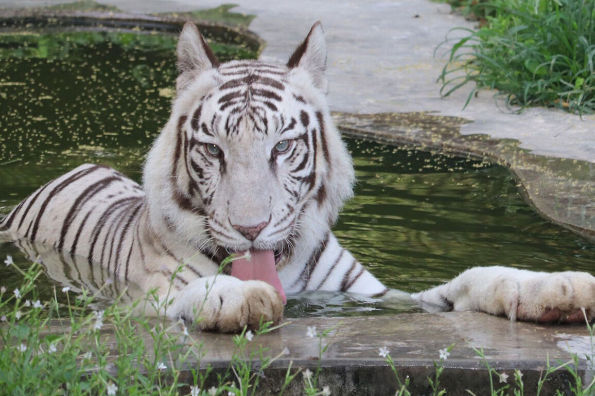 14 countries confirm participation for International Big Cat Alliance Summit 2026 in India: Sources