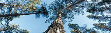 Finnforest may shut Tilbury ops
