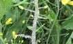 Aphids rampant in wheat, barley