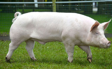 'Yorkshire Pig' in decline