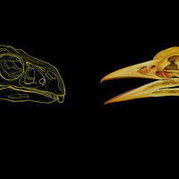 A secret mathematical rule has shaped the beaks of birds and other dinosaurs for 200 million years