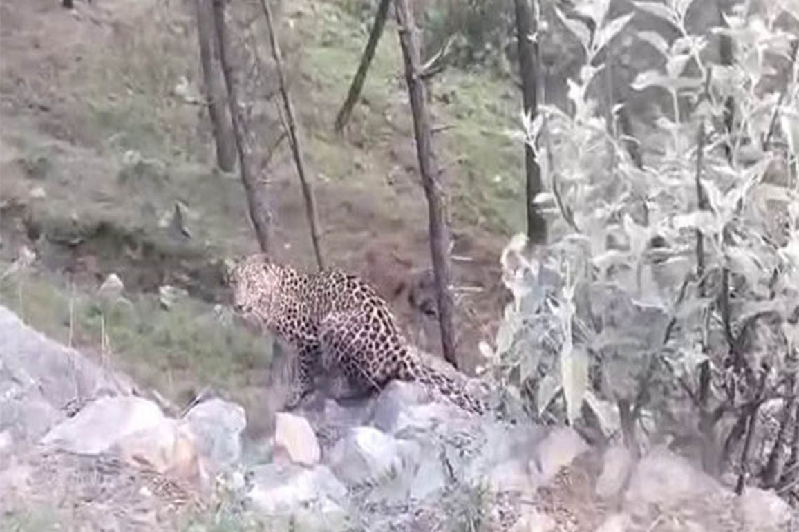 13 year old boy killed in leopard attack in Pune rural , villager sets forest dept vehicle and office on fire