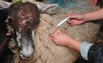 Bluetongue 'soul destroying' for farmers and vets