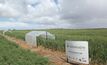 Model adapts fertiliser strategies to seasonal risk