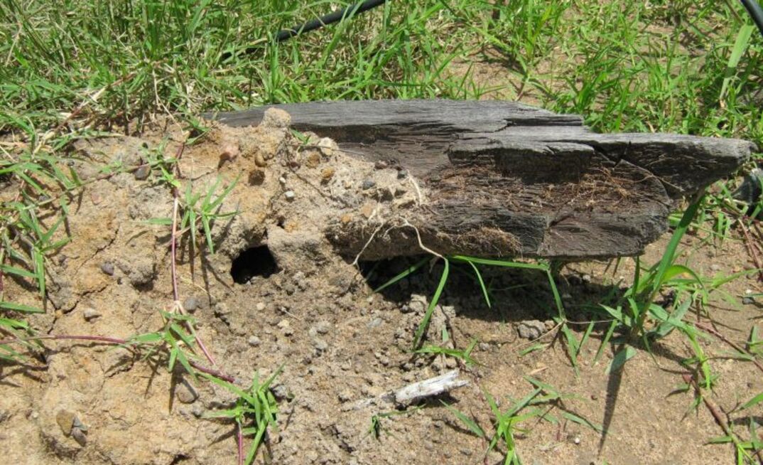 A fire ant nest.