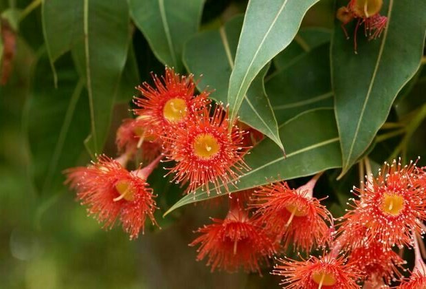 The red flowering gum: a perennial favourite and a summer stunner