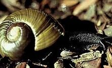 Giant snails slow Solid Energy