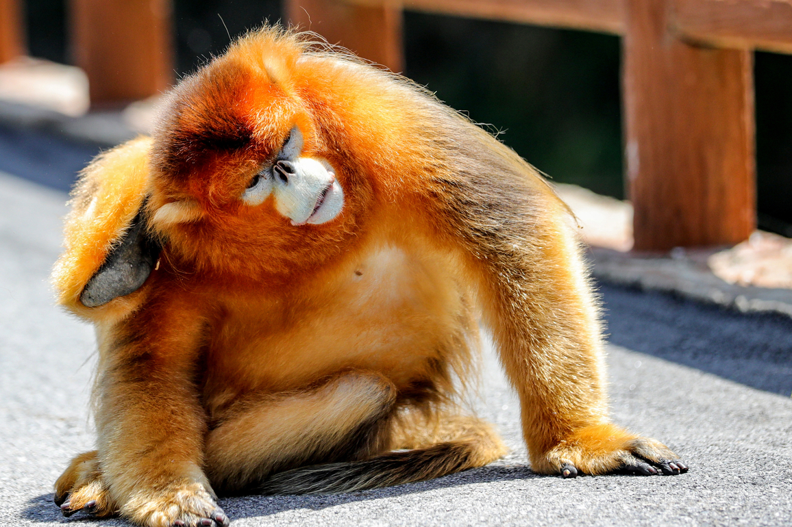 CHINA-SHAANXI-HANZHONG-GOLDEN SNUB-NOSED MONKEY-PROTECTION (CN)