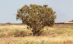  Lone Pilbara tree