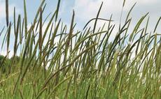 Weeds pose biggest risk to food security than ever before