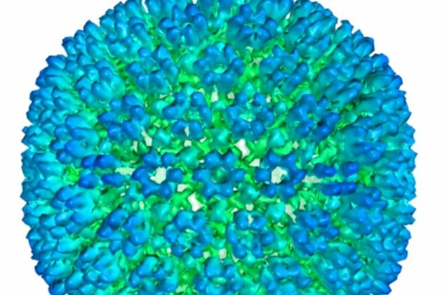 More Evidence Links a Virus to Multiple Sclerosis, Study Finds
