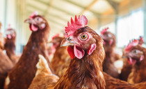 Poultry farms to benefit from funded biosecurity vet visits