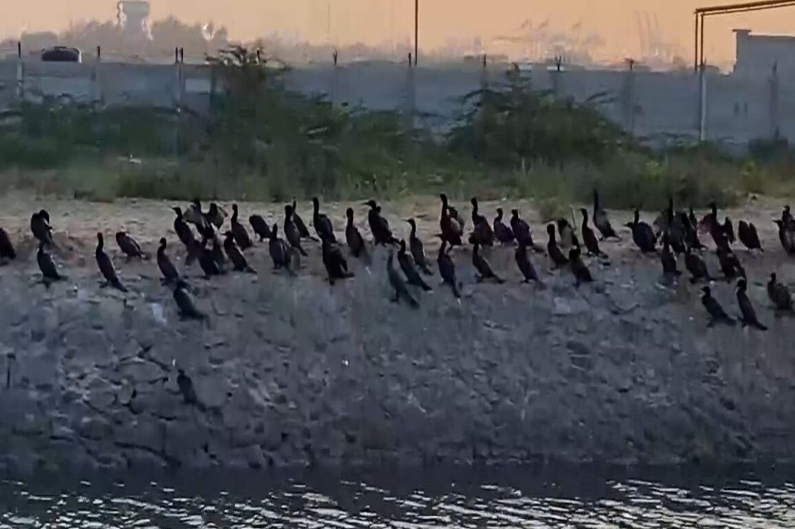 Tamil Nadu: Flocks of cormorants spotted at estuary coastal area near Thoothukudi port