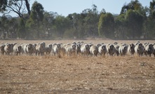 The Agriculture Committee has recommended the Government proceed with its bill to end live sheep exports by sea. Credit: Mark Saunders.