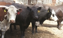 Oz in pole position for beef exports