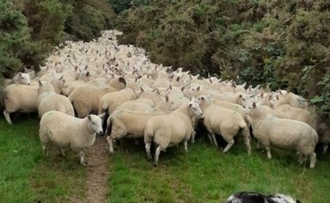 A photo of the flock believed to have been stolen for the illegal meat trade. (Cardigan, Crymych, and Newcastle Emlyn Police) A photo of the flock believed to have been stolen for the illegal meat trade. (Cardigan, Crymych, and Newcastle Emlyn Police)